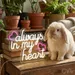 Custom Neon | Always in My Heart Neon Sign | 24x20 | Warm White and Hot Pink 2