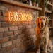Custom Neon | Hiring Neon Sign Neon Sign | 7x24 Inches | Orange Bright Light 2