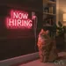 Custom Neon | Now Hiring Neon Sign | 11x24 | Hot Pink Light for Business Design 2